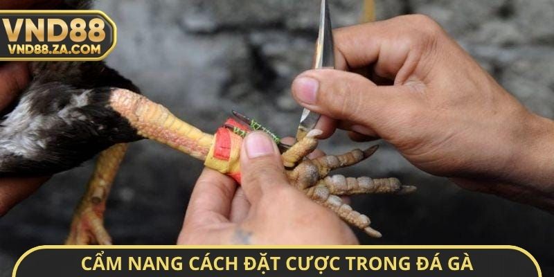 Cẩm nang cách đặt cược cửa Meron và Wala trong đá gà
