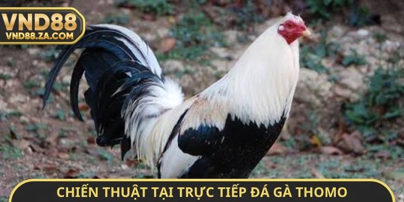 Chiến thuật tại trực tiếp đá gà Thomo hôm nay có bình luận
