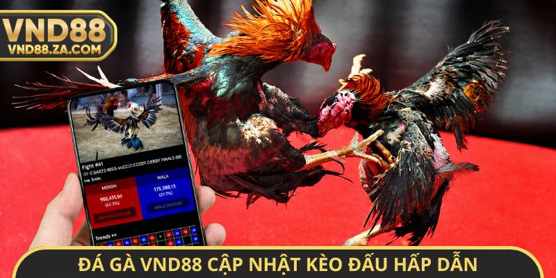 Đá gà VND88 cập nhật kèo đấu hấp dẫn