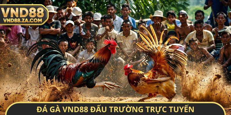 Đá gà VND88 đấu trường trực tuyến