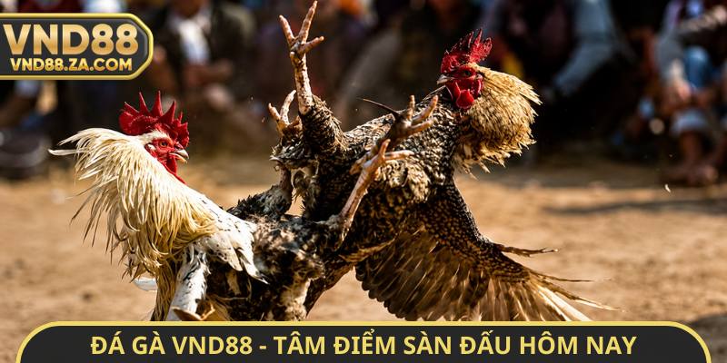 Đá gà VND88 - Tâm điểm sàn đấu hôm nay