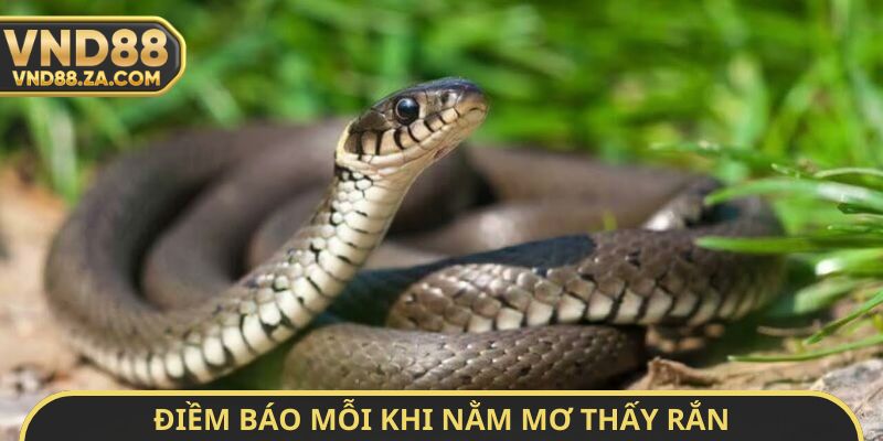 Điềm báo mỗi khi nằm mơ thấy rắn