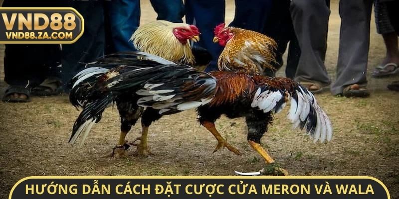 Hướng dẫn cách đặt cược cửa Meron và Wala trong đá gà