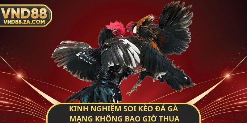 Kinh Nghiệm Soi Kèo Đá Gà Mạng Không Bao Giờ Thua