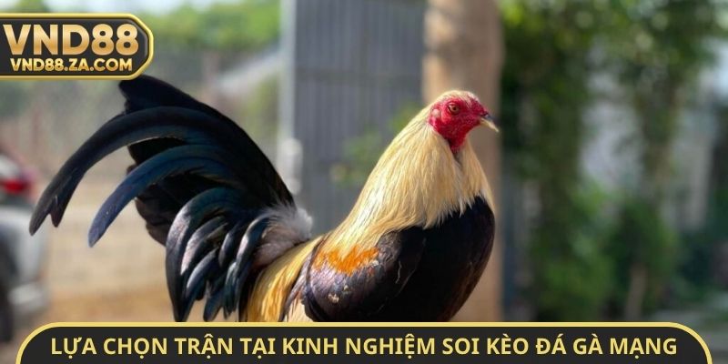 Lựa chọn trận tại kinh nghiệm soi kèo đá gà mạng không bao giờ thua