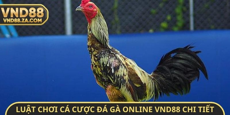 Luật chơi cá cược đá gà Online VND88 chi tiết
