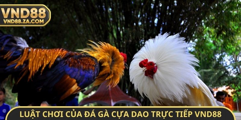 Luật chơi của đá gà cựa dao trực tiếp VND88