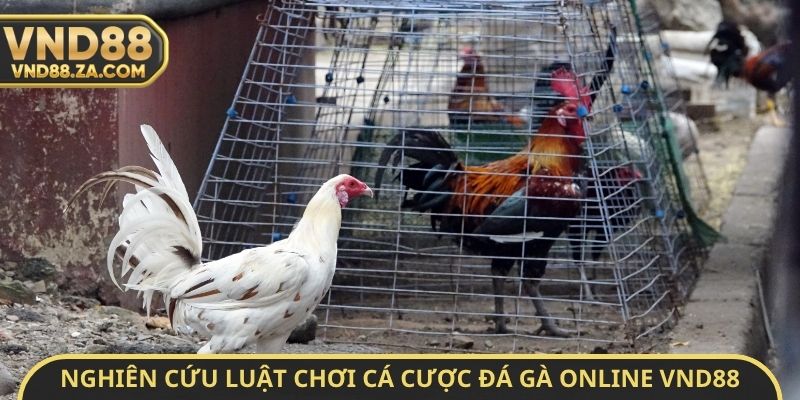 Nghiên cứu luật chơi cá cược đá gà Online VND88