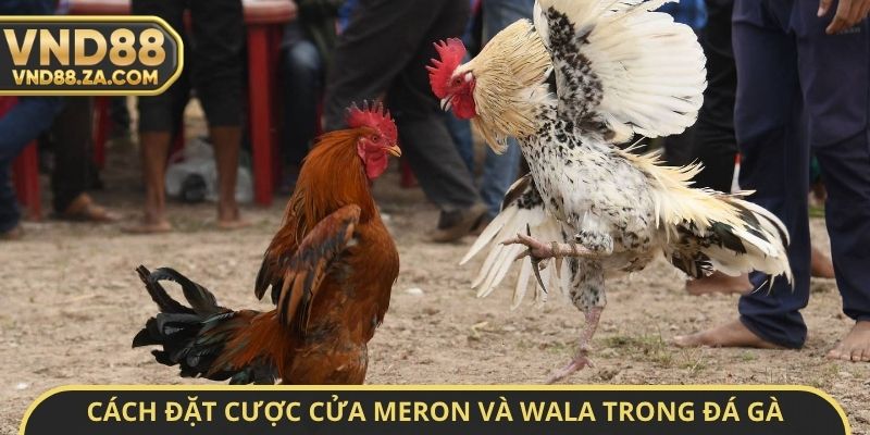 Phân biệt cách đặt cược cửa Meron và Wala trong đá gà