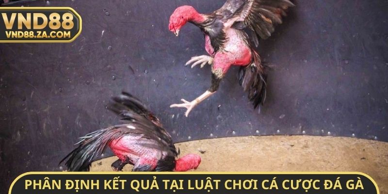 Phân định kết quả tại luật chơi cá cược đá gà Online VND88