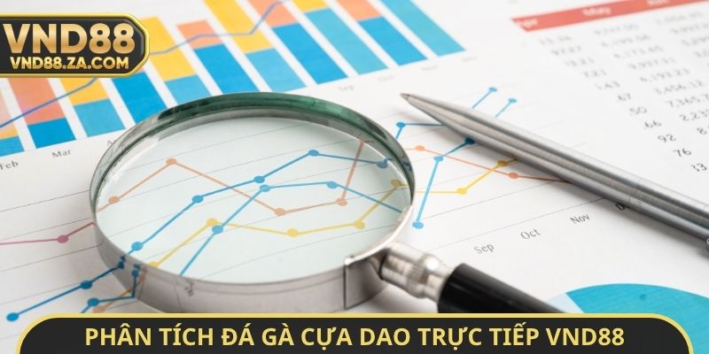 Phân tích đá gà cựa dao trực tiếp VND88