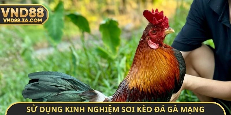 Sử dụng kinh nghiệm soi kèo đá gà mạng không bao giờ thua
