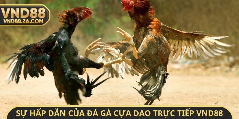 Sự hấp dẫn của đá gà cựa dao trực tiếp VND88