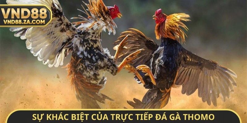 Sự khác biệt của trực tiếp đá gà Thomo hôm nay có bình luận