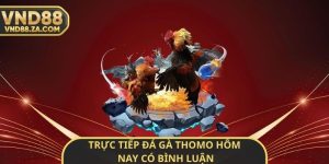 Trực Tiếp Đá Gà Thomo Hôm Nay Có Bình Luận
