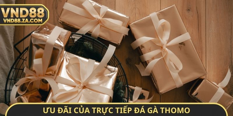 Ưu đãi của trực tiếp đá gà Thomo hôm nay có bình luận