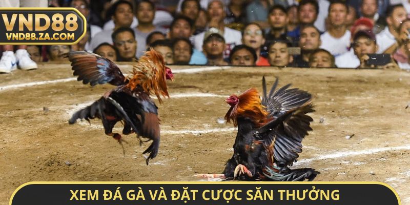 Xem đá gà và đặt cược săn thưởng